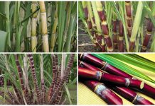 Mơ thấy m&iacute;a c&oacute; điềm b&aacute;o g&igrave;