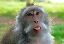 Mơ thấy khỉ l&agrave; điềm g&igrave; v&agrave; đ&aacute;nh số n&agrave;o mang lại may mắn nhất?