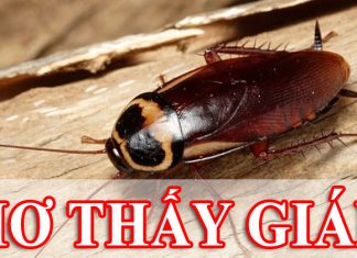 mơ thấy gi&aacute;n